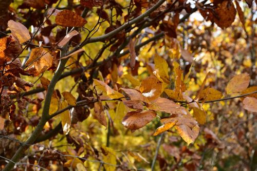 leaves deciduous tree autumn