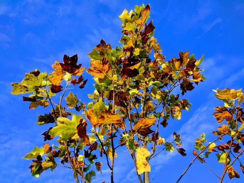 leaves blue sky fall