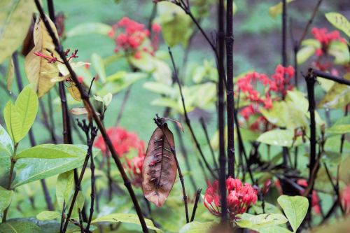 leaves flower garden