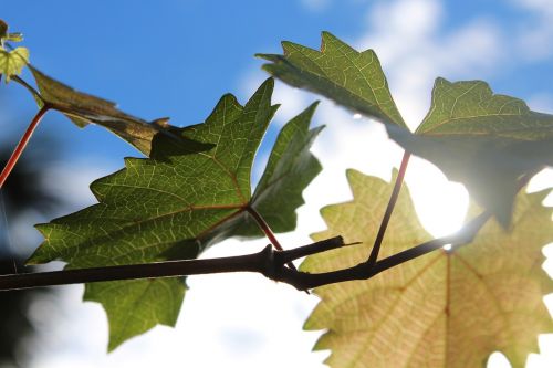 leaves through the trees sunshine