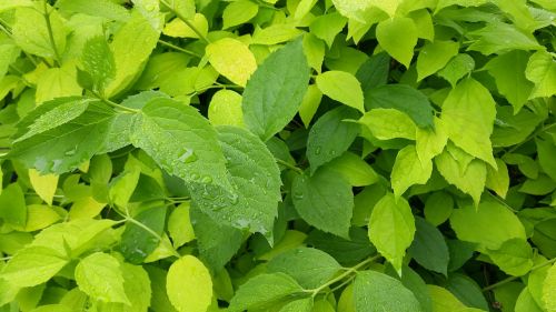 leaves green foliage