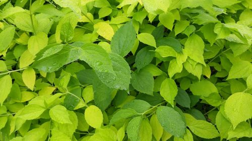 leaves green foliage