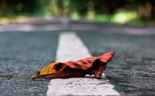 leaves road nature