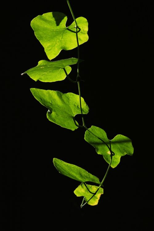 leaves backlight leaf