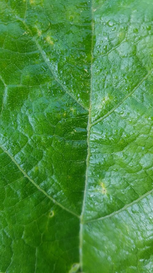 leaves green plants