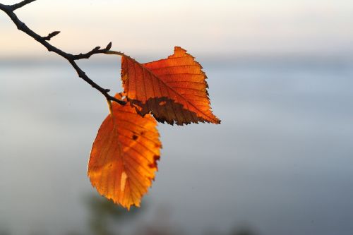 leaves autumn autumn nature