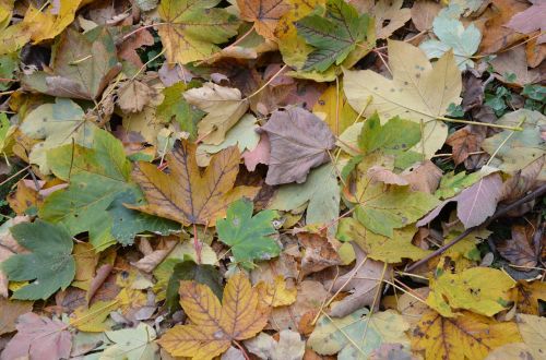 leaves autumn