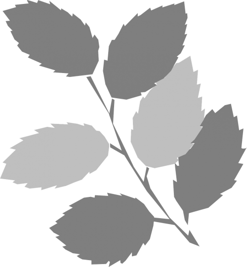 leaves twig gray