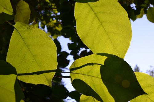 leaves sun trees