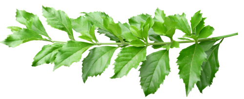 leaves stem green