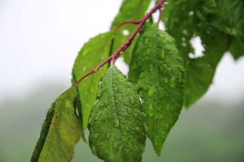 leaves rain tree