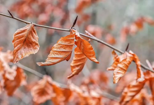 leaves nature autumn