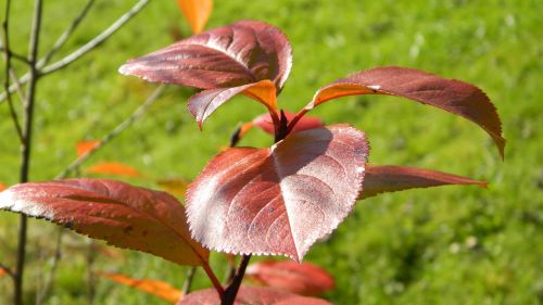 leaves autumn colors