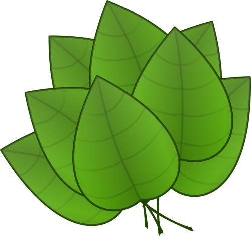 leaves green plants
