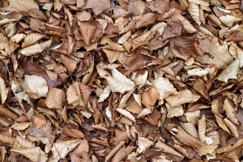 leaves fall foliage sheet rain