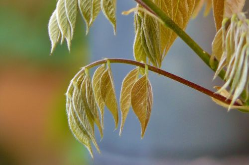 leaves climber whip vine