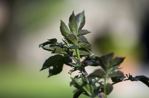 leaves plant nature