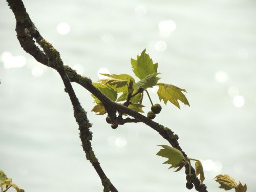 leaves branch lake