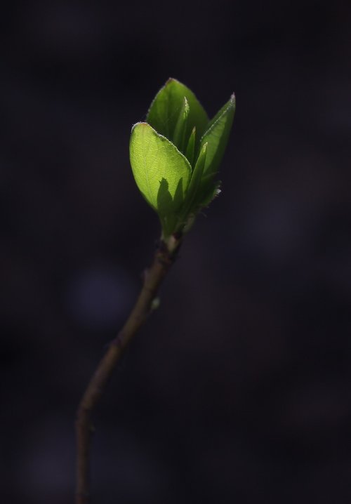 leaves  green  branch