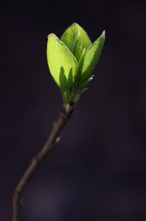 leaves  green  branch