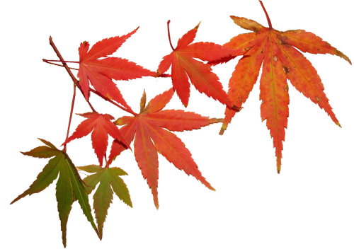 leaves  autumn  tree