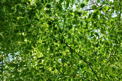 leaves  foliage  tree