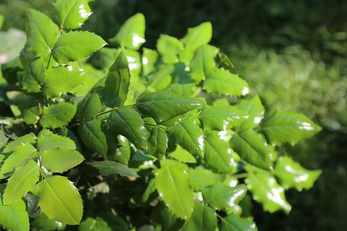 leaves  plant  nature