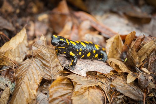 leaves  close-up  fire salamander