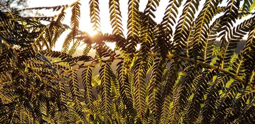 leaves  fern  sunrise