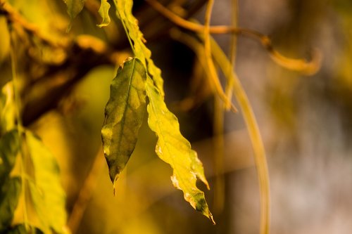 leaves  leaf  autumn