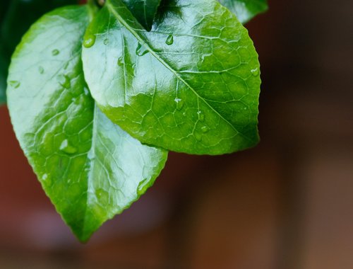 leaves  drop of water  dew