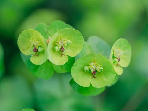 leaves  flowers  flower