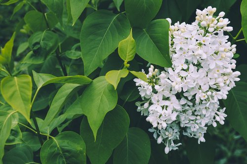 leaves  flowers  garden