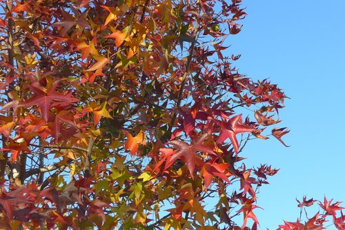 leaves  tree