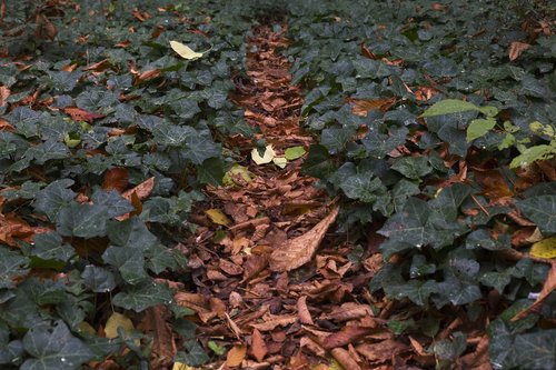 leaves  autumn  nature