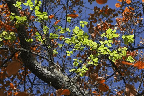 leaves  green  nature