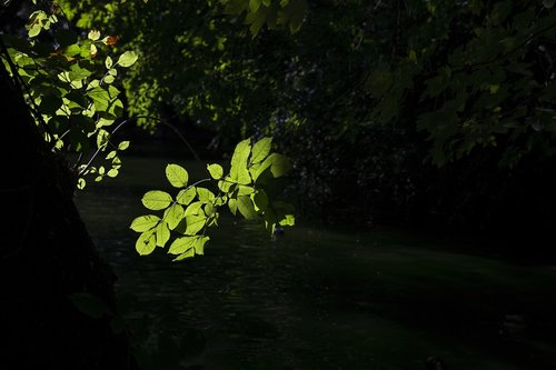 leaves  green  nature