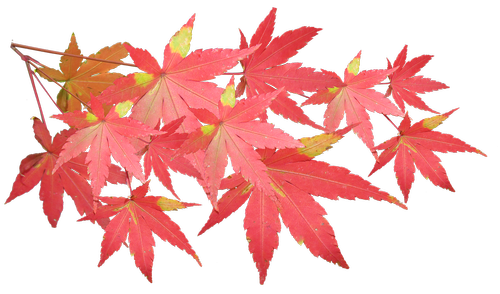 leaves  maple  branch