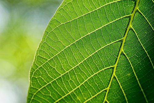 leaves  leaf  walnut leaf