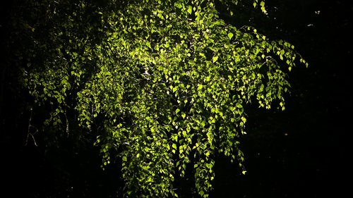 leaves  birch  tree