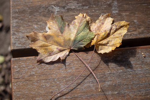 leaves  fall  autumn