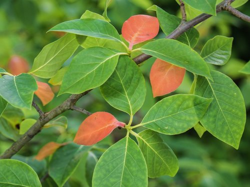 leaves  branch  tree