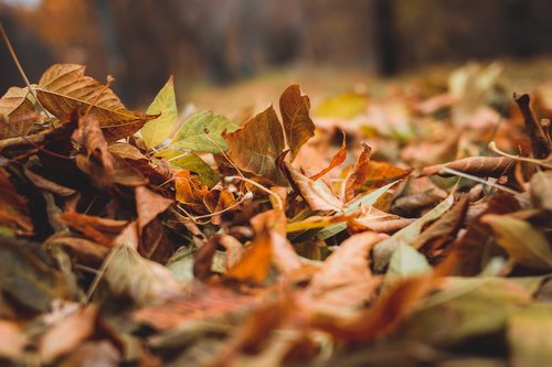 leaves  autumn  sheet