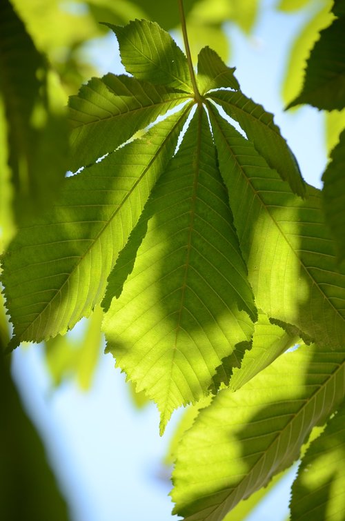 leaves  green  nature