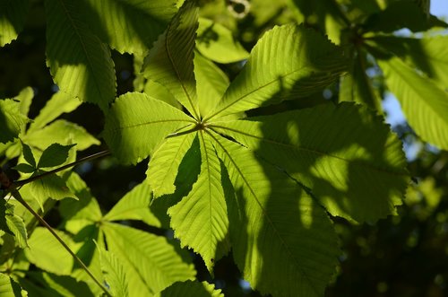 leaves  green  nature