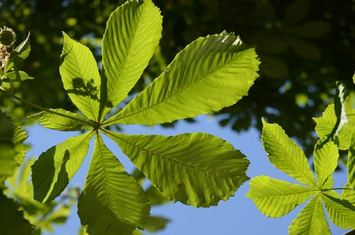 leaves  green  nature