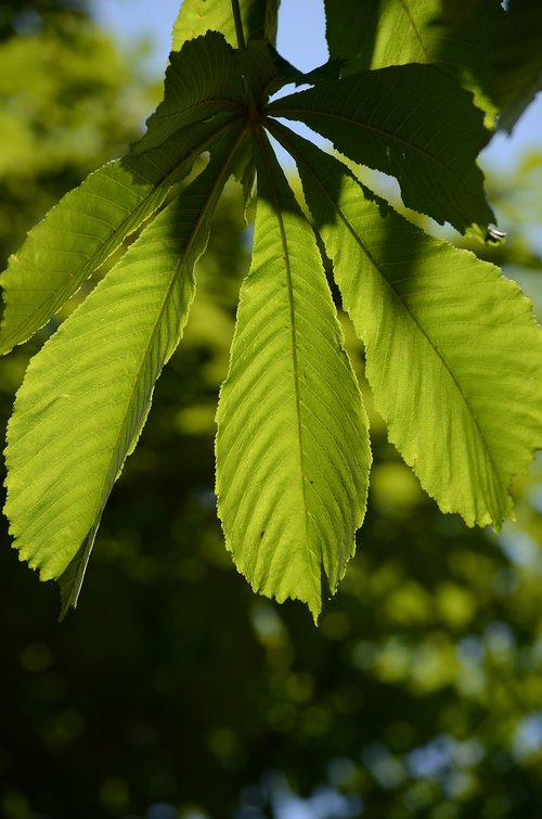 leaves  green  nature