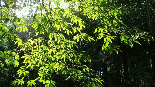 leaves tree solar light