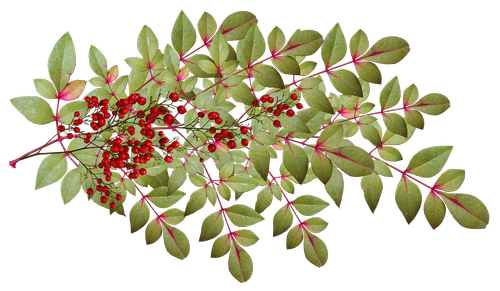 leaves  berries  plant