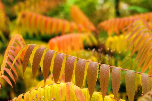 leaves  autumn  bokeh